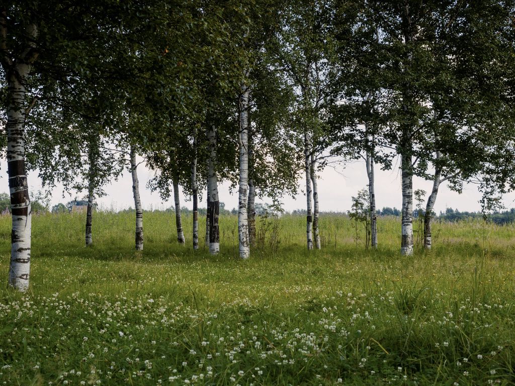 Fields of green